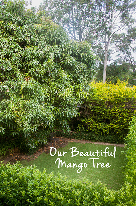 Mango Tree 